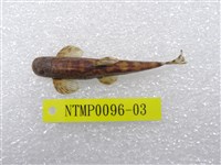 藏品(臺灣纓口鰍)的圖片